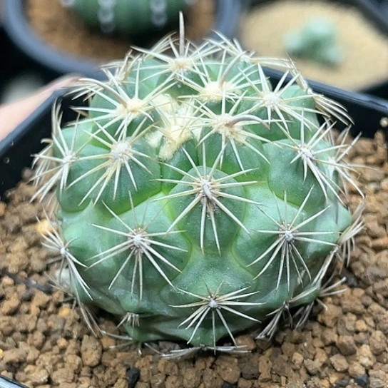 实生根系，顶花球凤舞