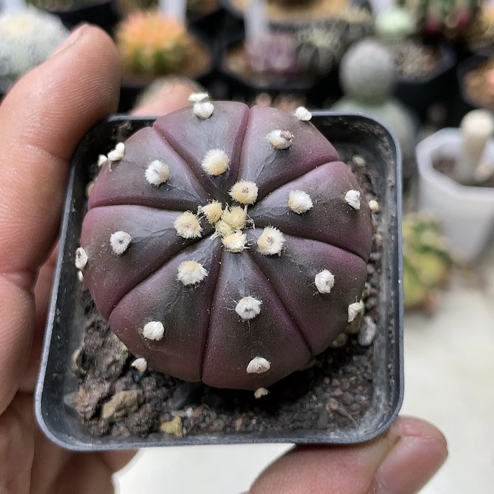 实生根系，大尤紫皮兜