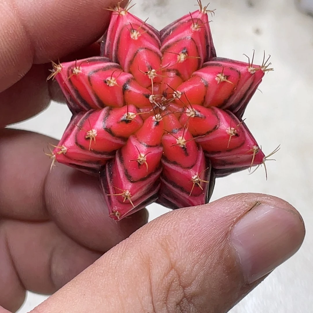 黑*泰系实生根,山竹米哈