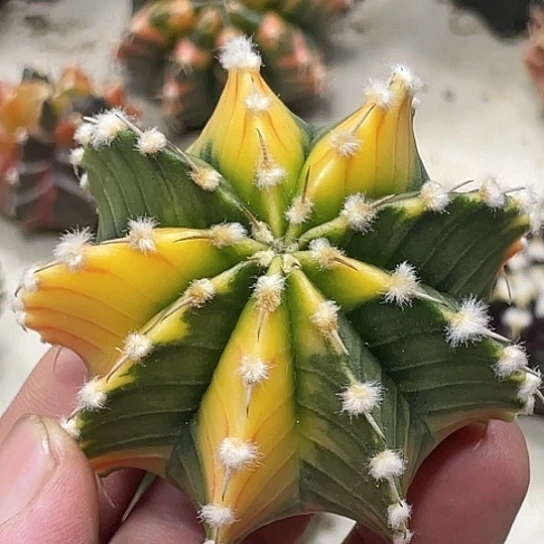 泰系实生，高绒肋骨锦