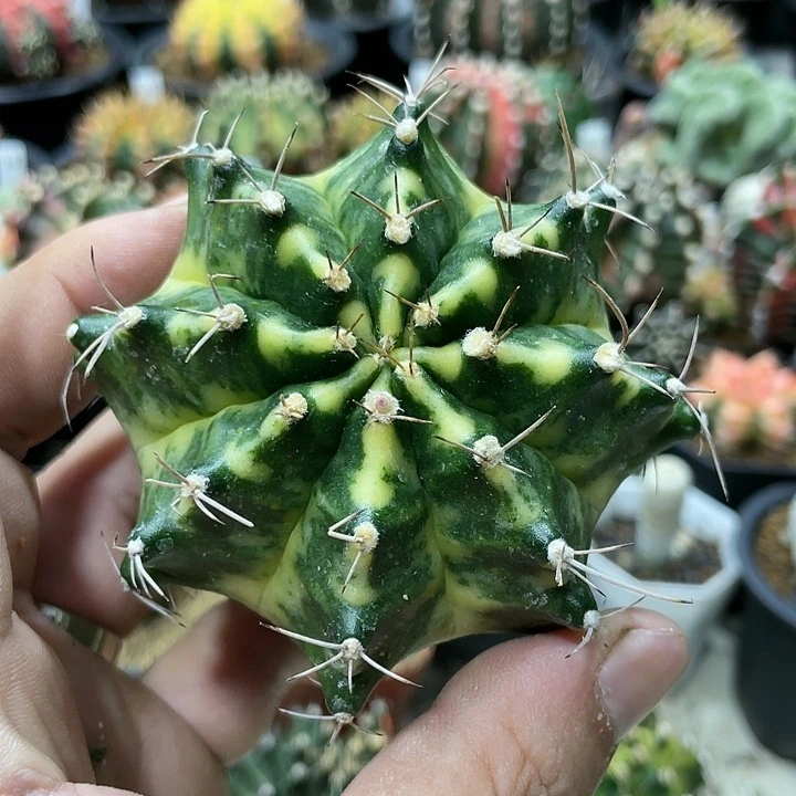 泰系实生臀锦规律棱背