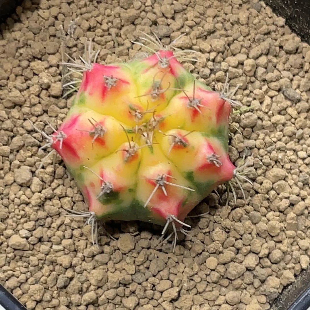 泰系名品侧，好彩