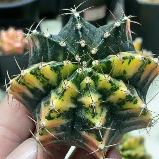 泰系实生，半神虎斑米哈锦