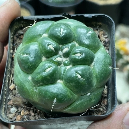 自根萝卜腿，蜘蛛眼象牙