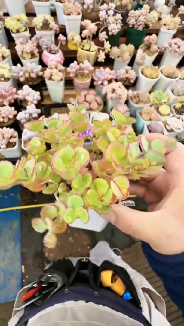 【闪购商品】冲—284—仙农（不老草）