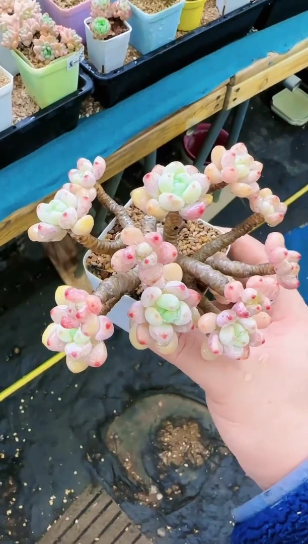 【闪购商品】发—913—仙农（罗琦)