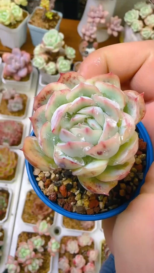 【闪购商品】冲—599—仙农（月影）