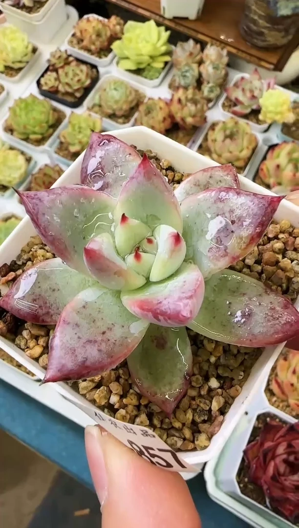 【闪购商品】怒—857—仙农（卡罗拉）