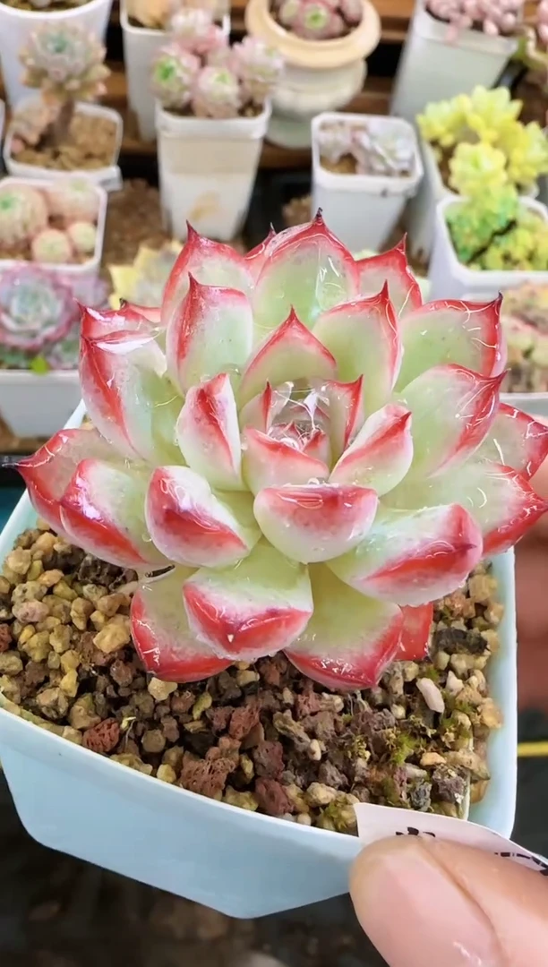 【闪购商品】发—909—仙农（荷)