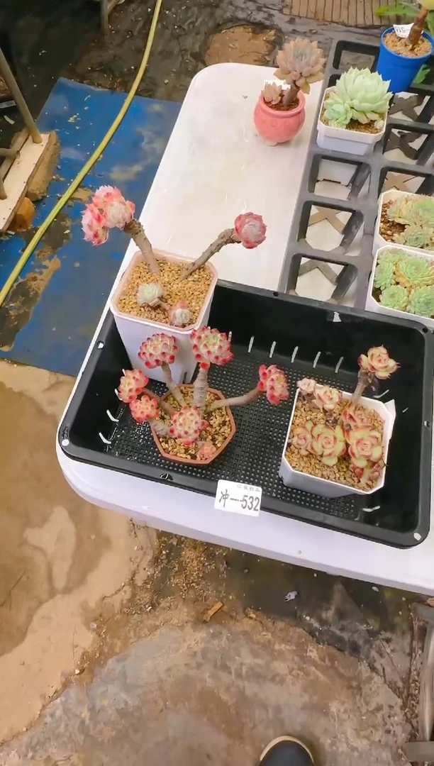 【闪购商品】冲—532—仙农（3盆）