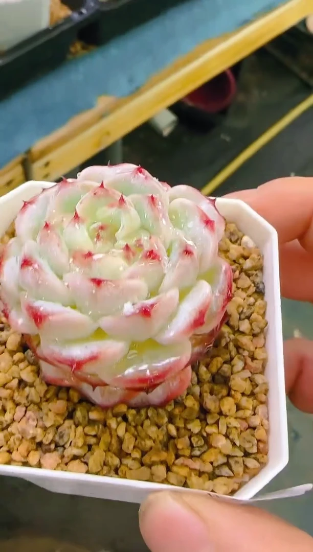 【闪购商品】冲—760—仙农（糖心天鹅绒）