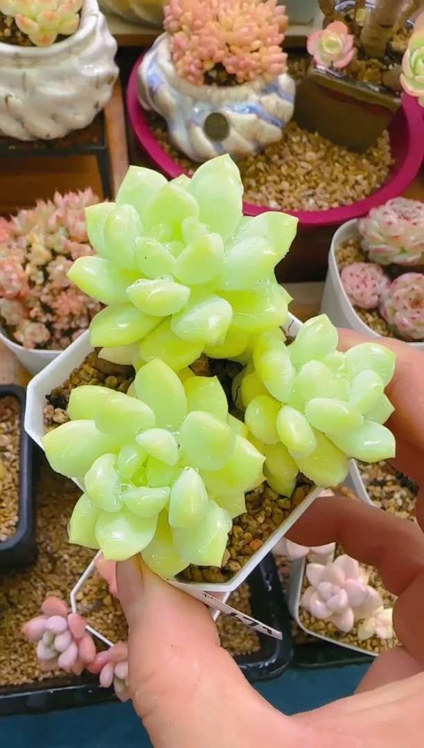 【闪购商品】冲—671—仙农（汉白玉）