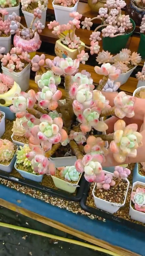 【闪购商品】冲—525—仙农（罗琦）