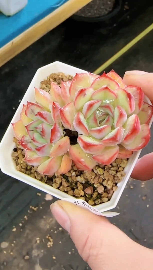 【闪购商品】冲—183—仙农（荷）