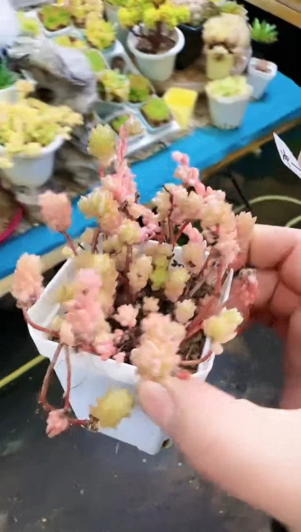 【闪购商品】冲—179—仙农（花三姐）