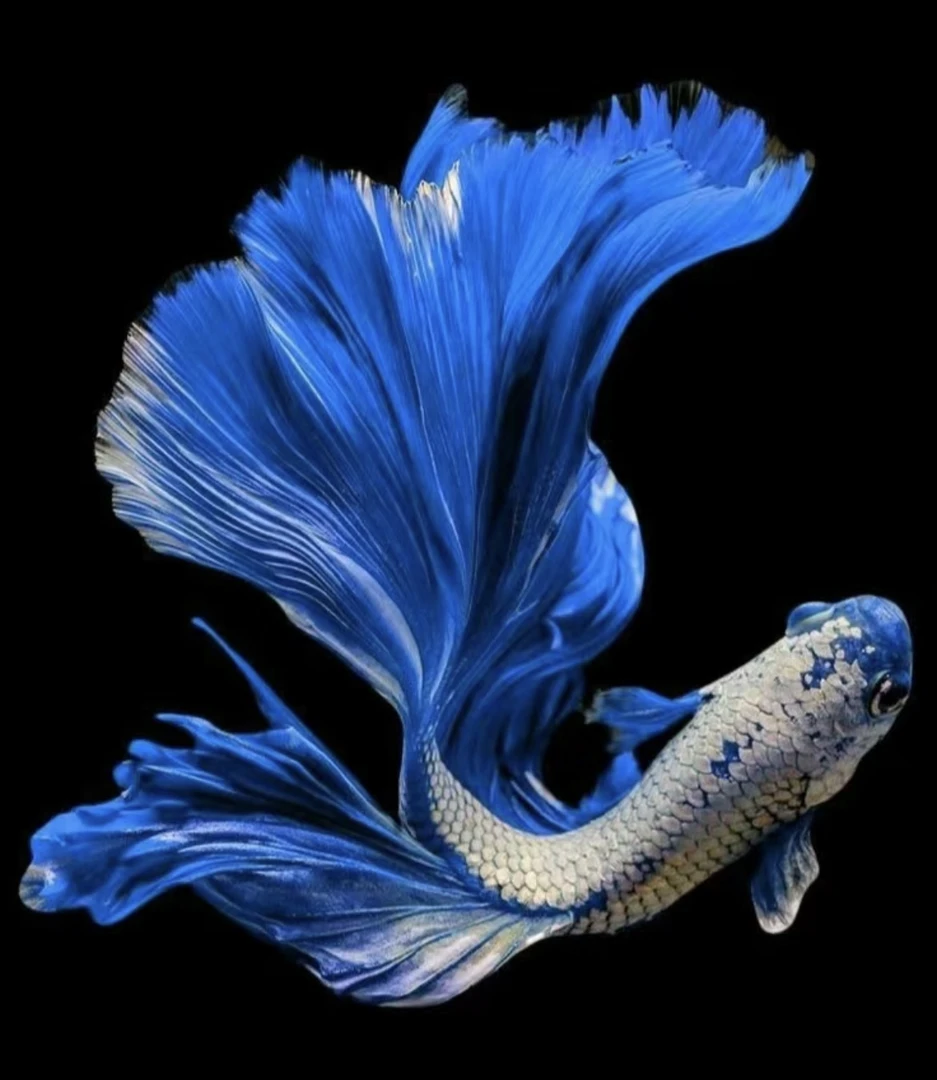 G7（145-168）泰国斗鱼精品鱼小型热带观赏鱼【直播间选鱼】