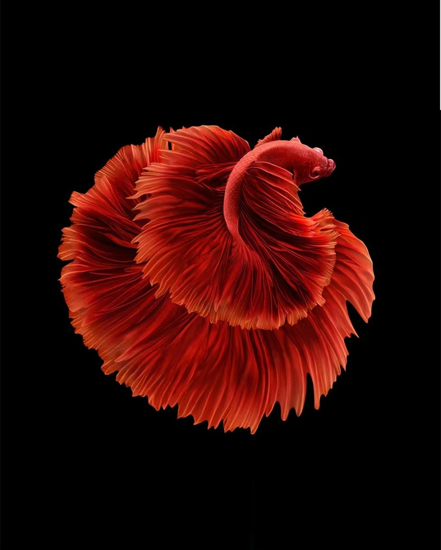 G15（337-360）泰国斗鱼精品鱼小型热带观赏鱼【直播间选鱼】