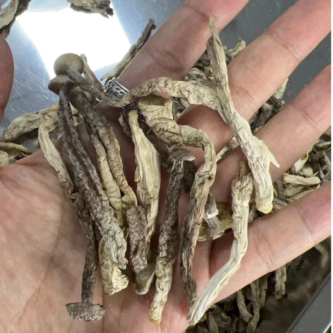云尚憬云南鹿茸菇干货中条嫩菇断菇3-7厘米带断帽营养菌菇菌鲜美