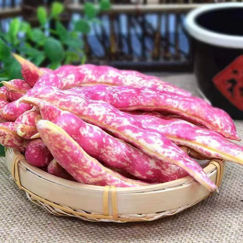 新豆角豆角东北红金勾油豆角红金沟农家种植现摘现发5斤包邮特惠