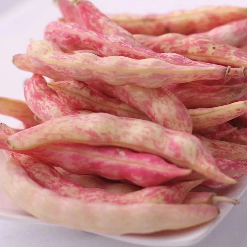 新鲜东北红金勾黄金勾豆角鼓鼓的豆2斤三斤五斤顺丰包邮