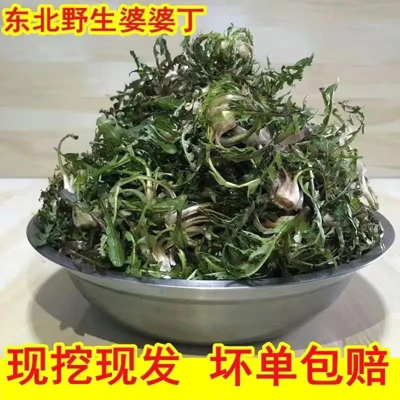 东北新鲜野生婆婆丁苦菜婆婆丁顺丰空运包邮云南海南可拍