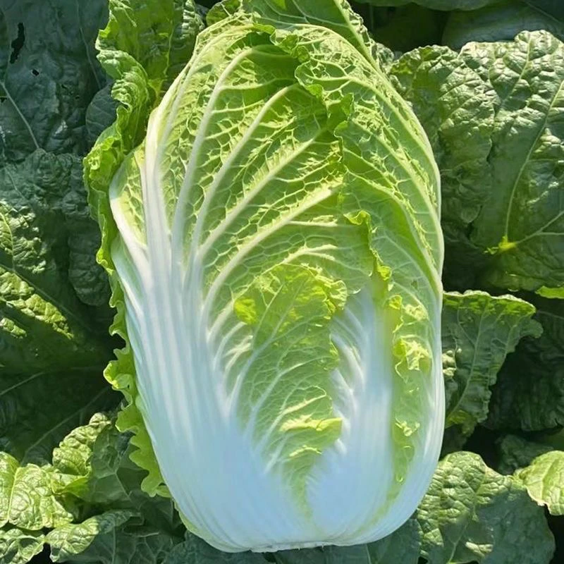 东北新鲜包心黄心大白菜腌酸菜大白菜新鲜包邮寄