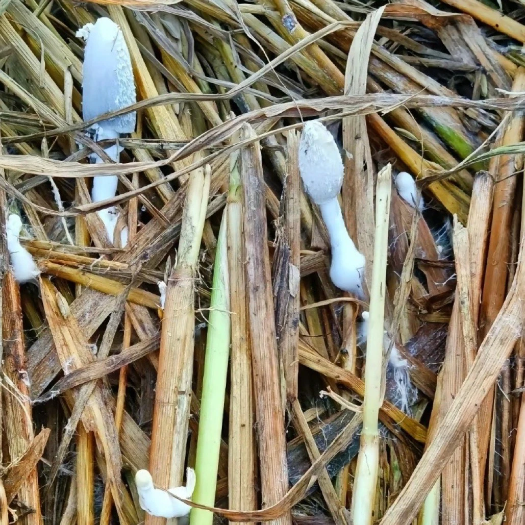 买2发3买食用菌禾秆菌秆菇菌种稻草菇种子小时侯的味道diy蘑菇