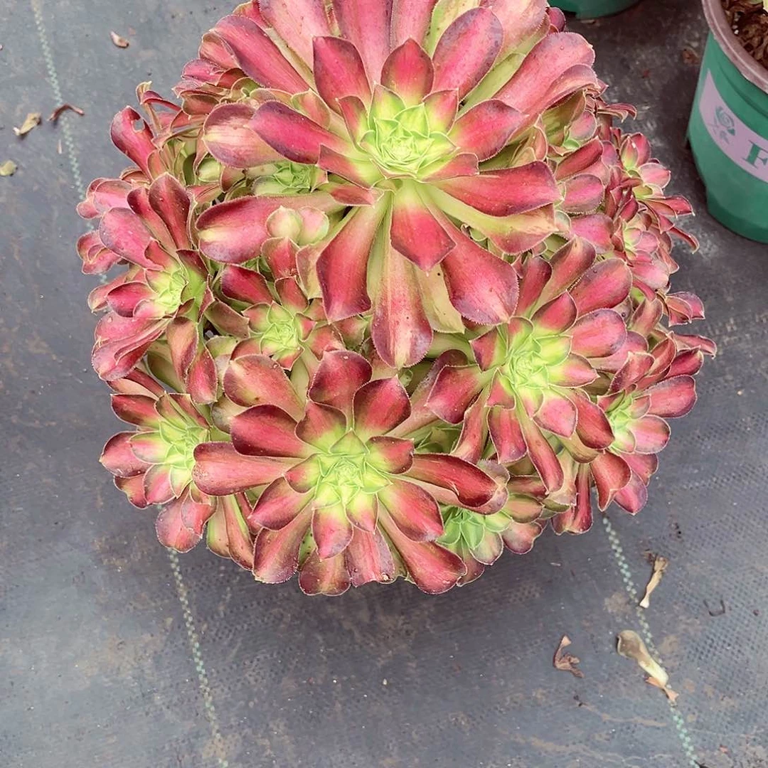 法师多肉哈哈哈哈