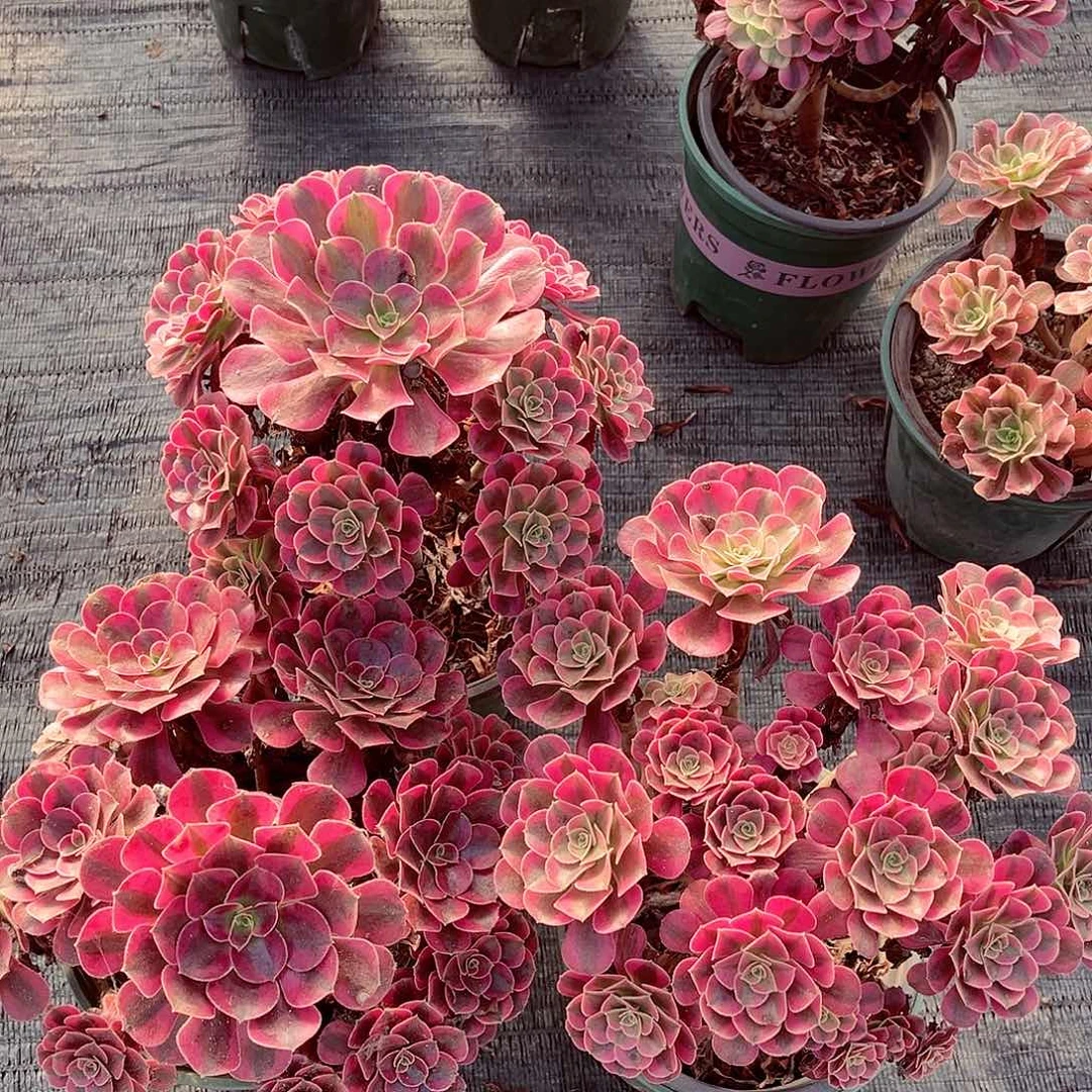 法师多肉植物法师