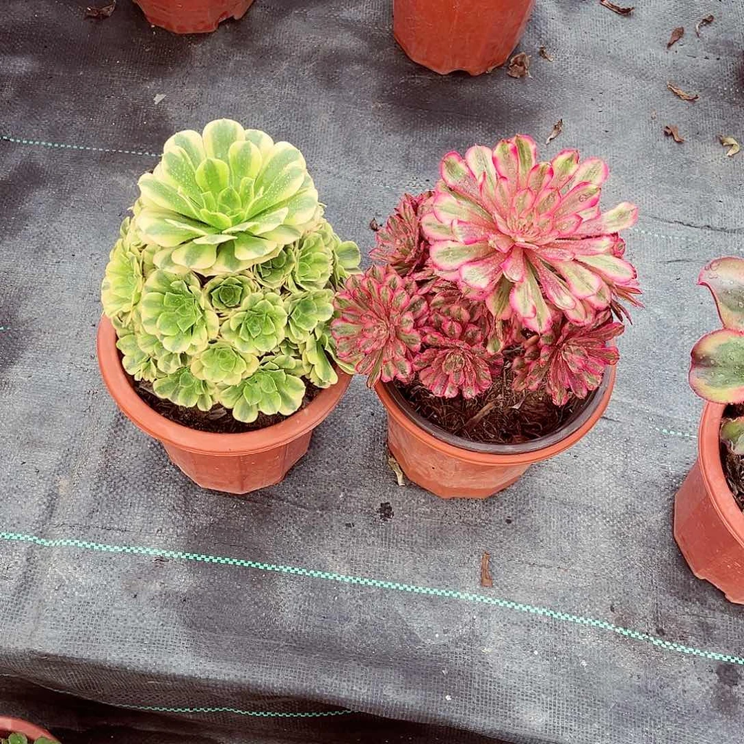 法师多肉哈哈哈哈