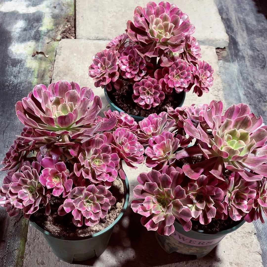 法师多肉法师多肉