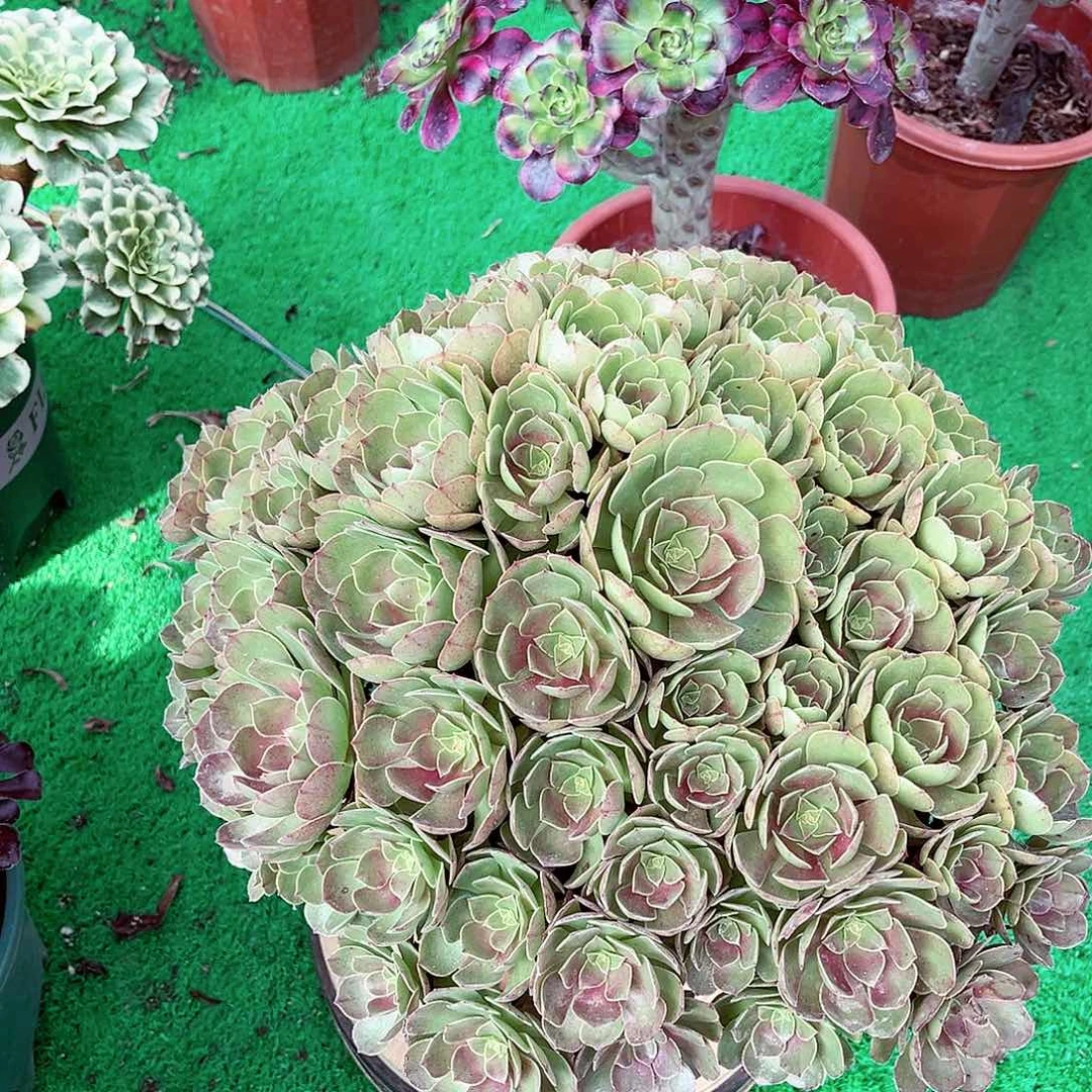 法师多肉植物法师