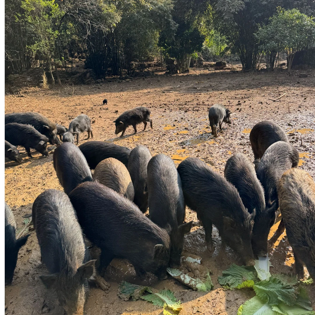 [直播间现称改价】藏香猪 猪肉顺丰冷链包邮