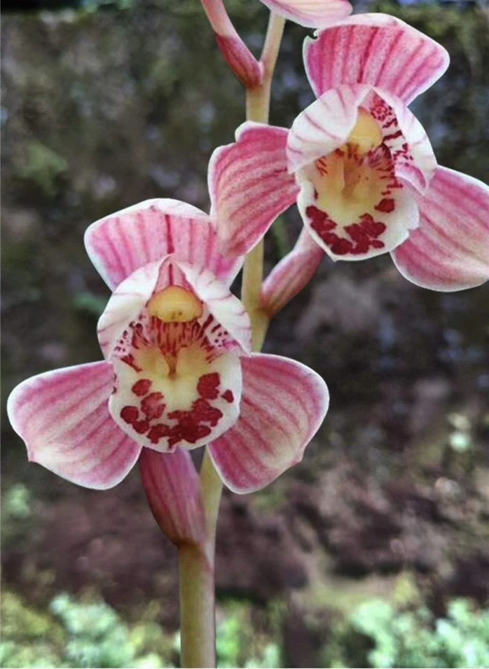 建兰 红草红荷  正格荷瓣红花