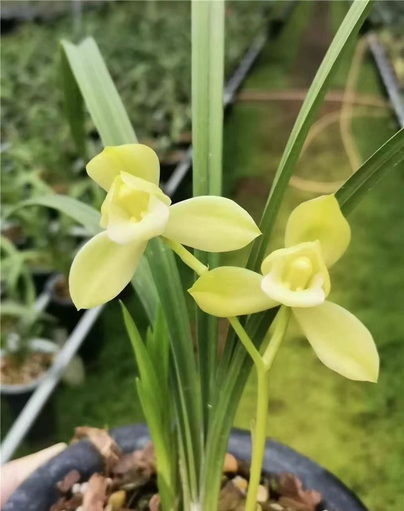 春剑素荷 素花铭品荷瓣浓香型花卉盆栽阳台客厅庭院好养