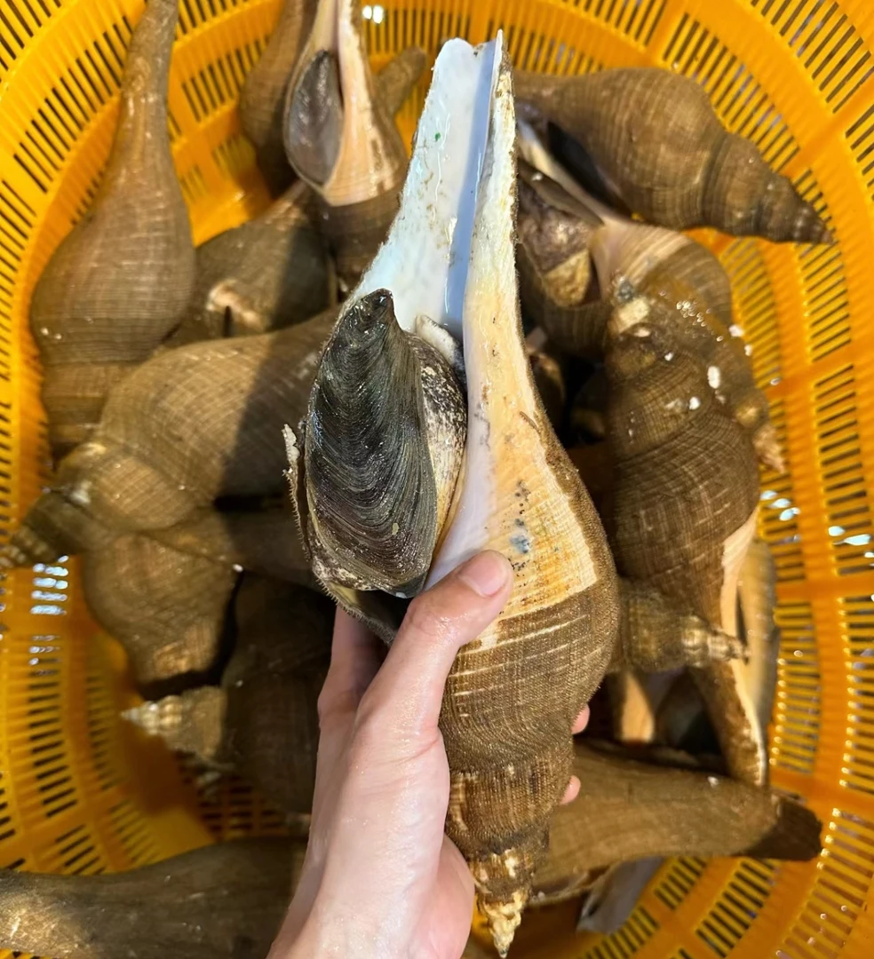 美国大响螺/约400g左右一个装/全南昌配送