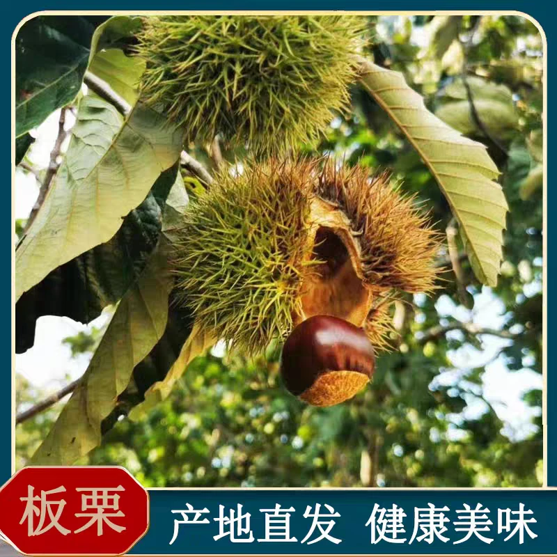2025新鲜山东五莲大板栗野生糯甜山栗子老树油栗子带壳毛栗子包邮