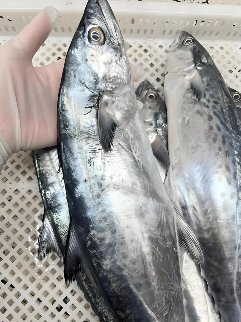 汕尾本港纯天然纯野生 （白腹）马鲛鱼 原产地新鲜冷链包邮到家