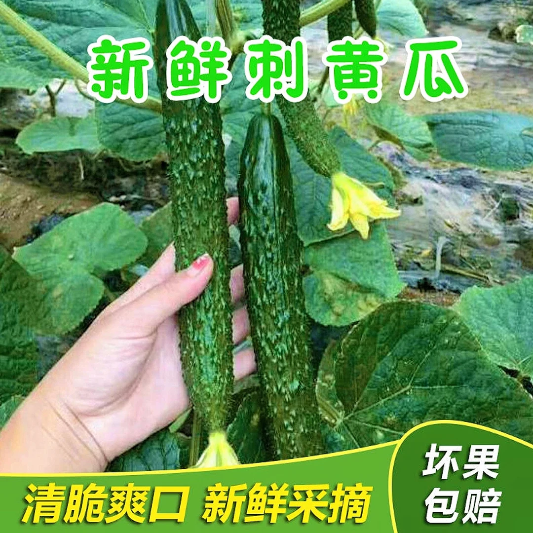 河南新鲜黄瓜5斤绿心带刺黄瓜水果黄瓜农家自种清爽脆嫩蔬菜爽口