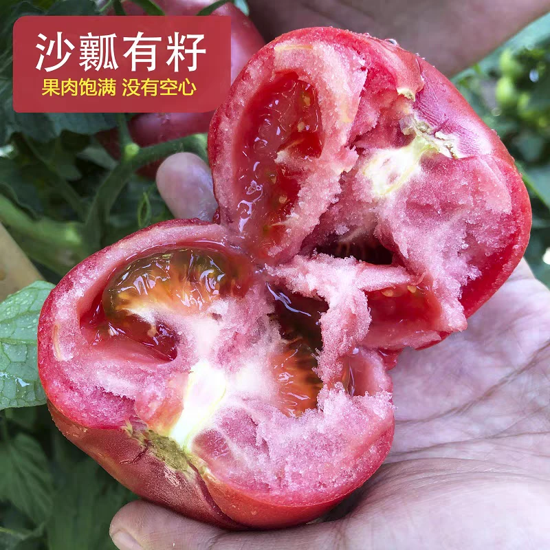 现摘露天自然成熟西红柿沙瓤番茄新鲜水果蔬菜孕妇番茄生吃批发