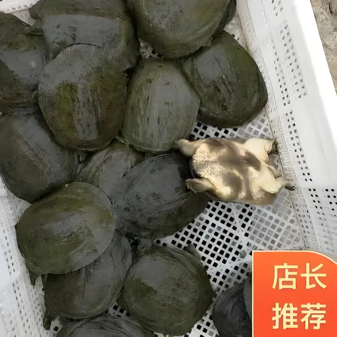 1-5 5-9两甲鱼苗批发外塘养殖中华鳖水鱼团鱼鱼塘水库养殖场优选