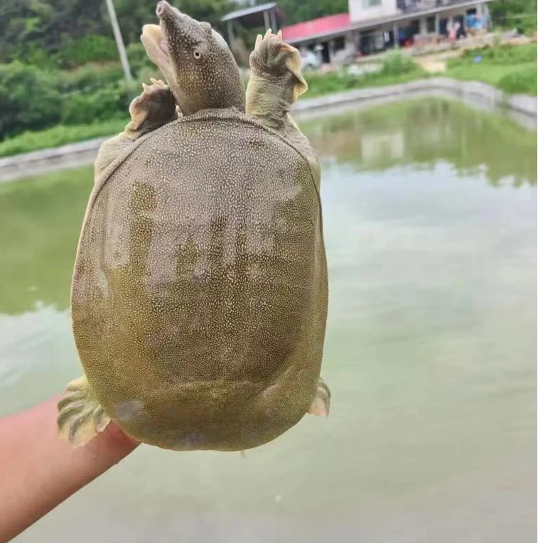 江西南丰直供外塘生态老甲鱼龟鳖包邮鲜活到家