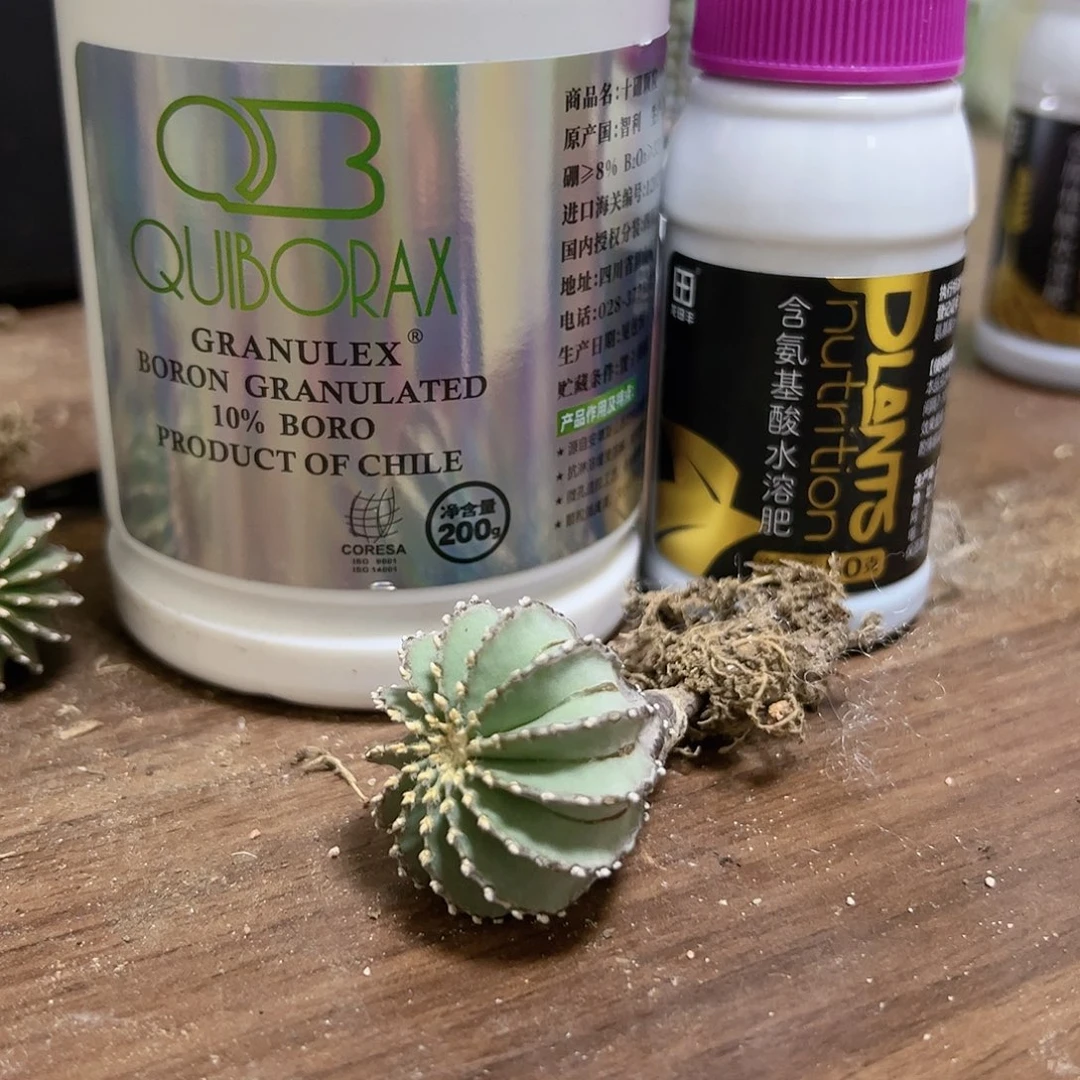 智利硼钙+氨基酸+薄叶仙人球