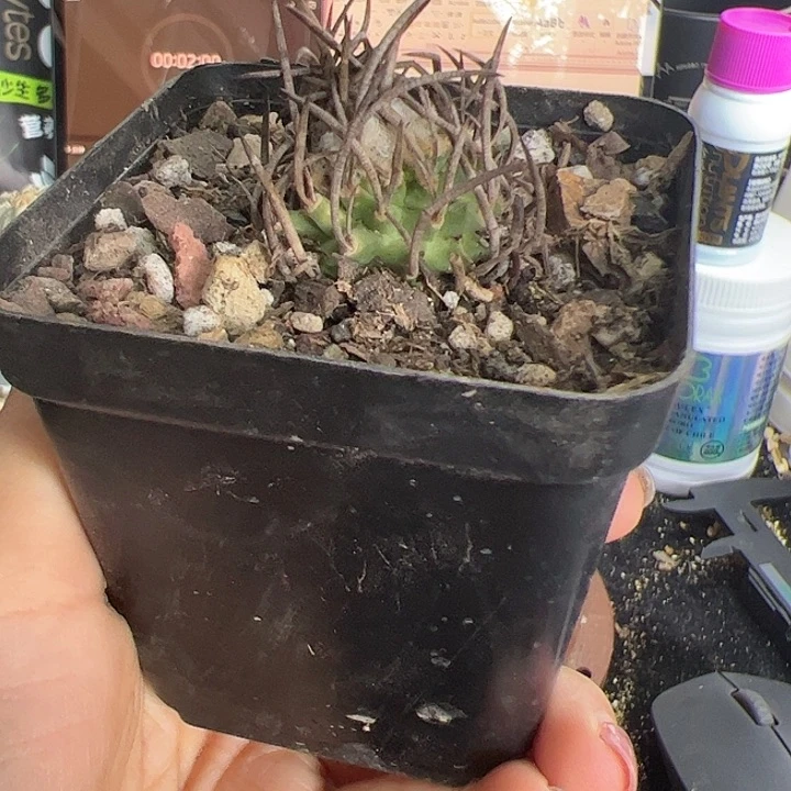 a*a日子升龙实声侧芽