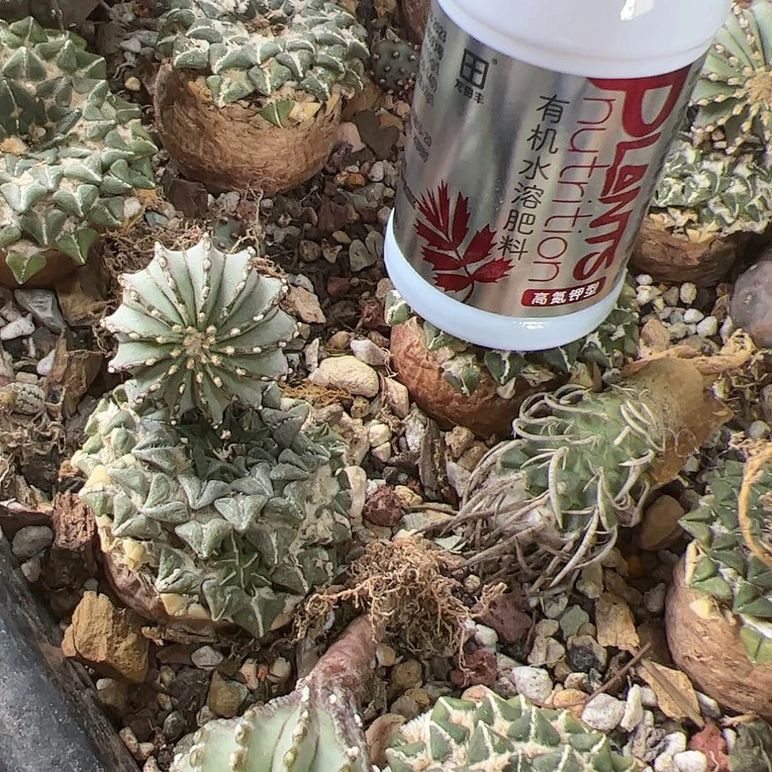 薄叶草球实生+高氮钾有机水溶肥