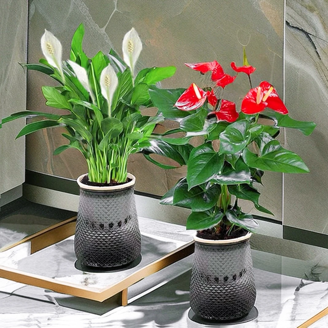 【宠粉福利】【红掌＋白掌】鸿运当头盆栽一帆风顺开花绿植美观室内