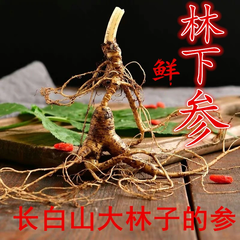 长白山  林下    参     直播链接泡酒专用野外鲜参