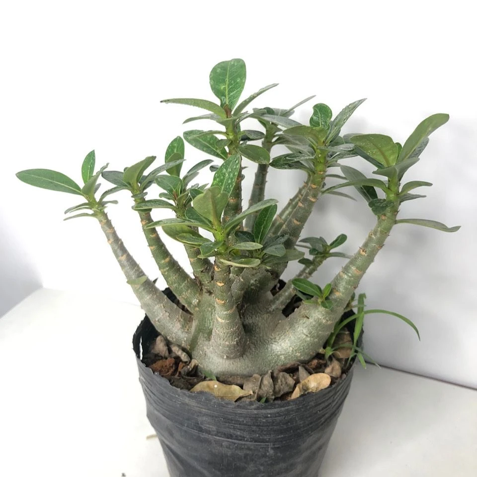 沙漠玫瑰阿拉伯老桩粉色单瓣小花喜阳花卉盆栽绿植