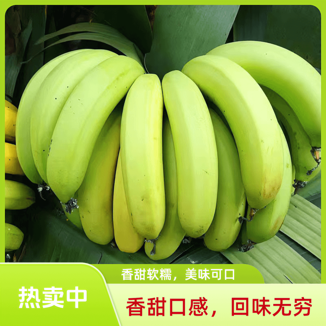 5斤云南高山种植青皮香蕉绿色不打药新鲜收到需催熟青皮发货成熟