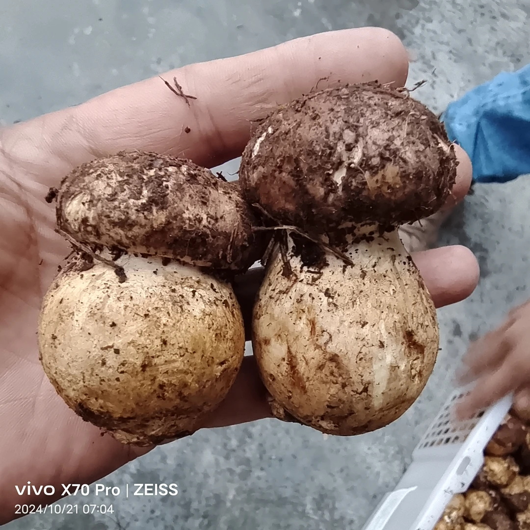 精品骨朵四川南江特产野生芋头菌新鲜顺丰包邮